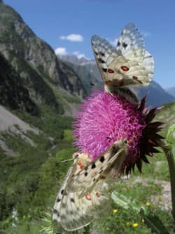 Parc des Ecrins butterfly