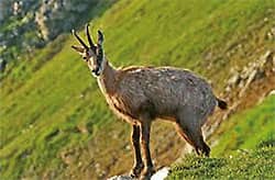 Parc des Ecrins, wild